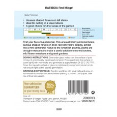 Ratibida columnifera 'Red Midget' Ratibida columnifera 'Red Midget'