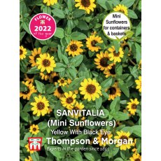 Sanvitalia procumbens Yellow With Black Eye Sanvitalia procumbens Yellow With Black Eye