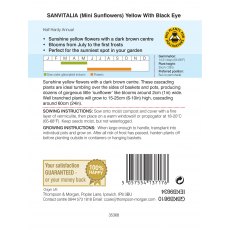 Sanvitalia procumbens Yellow With Black Eye Sanvitalia procumbens Yellow With Black Eye