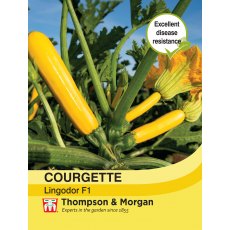 Courgette Lingodor F1 Courgette Lingodor F1