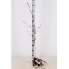 BARE-ROOT HEDGING Alnus glutinosa (5 Plants) 60/80 1+1 BARE-ROOT HEDGING Alnus glutinosa (5 Plants) 60/80 1+1