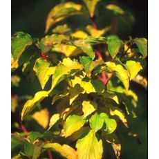 BARE-ROOT HEDGING Cornus sanguinea (5 Plants) 60/100 1+1 BARE-ROOT HEDGING Cornus sanguinea (5 Plants) 60/100 1+1