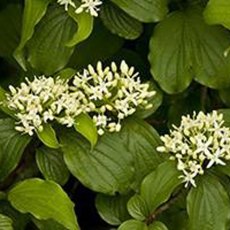 BARE-ROOT HEDGING Cornus sanguinea (5 Plants) 60/100 1+1 BARE-ROOT HEDGING Cornus sanguinea (5 Plants) 60/100 1+1