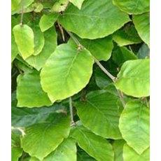 BARE-ROOT HEDGING Fagus sylvatica (10 Plants) 60/80 1+2 BARE-ROOT HEDGING Fagus sylvatica (10 Plants) 60/80 1+2