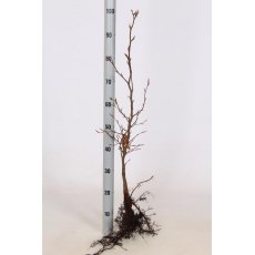 BARE-ROOT HEDGING Fagus sylvatica (10 Plants) 60/80 1+2 BARE-ROOT HEDGING Fagus sylvatica (10 Plants) 60/80 1+2
