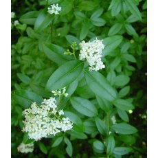 BARE-ROOT HEDGING Ligustrum ovalifolium (10 Plants) 60/90 0+2 2Stem BARE-ROOT HEDGING Ligustrum ovalifolium (10 Plants) 60/90 0+2 2Stem