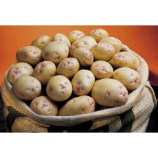 SEED POTATO - MAIN CROP 'Cara' - 2.5kg SEED POTATO - MAIN CROP 'Cara' - 2.5kg
