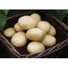 SEED POTATO - FIRST EARLY 'Casablanca' - 2.5kg SEED POTATO - FIRST EARLY 'Casablanca' - 2.5kg