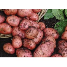 SEED POTATO - MAIN CROP 'Desiree' - 2.5kg SEED POTATO - MAIN CROP 'Desiree' - 2.5kg