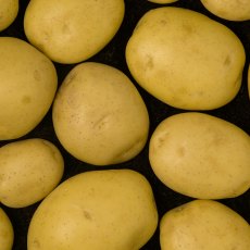 SEED POTATO - SECOND EARLY 'Elfe' - 5 Tubers SEED POTATO - SECOND EARLY 'Elfe' - 5 Tubers