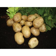 SEED POTATO - FIRST EARLY 'Foremost' - 2.5kg SEED POTATO - FIRST EARLY 'Foremost' - 2.5kg