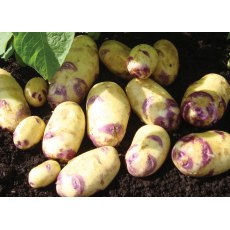 SEED POTATO - SECOND EARLY 'Kestrel' - 2.5kg SEED POTATO - SECOND EARLY 'Kestrel' - 2.5kg