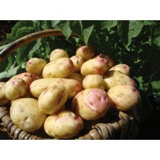 SEED POTATO - MAIN CROP 'King Edward' - 2.5kg SEED POTATO - MAIN CROP 'King Edward' - 2.5kg