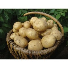 SEED POTATO - SECOND EARLY 'Marfona' - 2.5kg SEED POTATO - SECOND EARLY 'Marfona' - 2.5kg