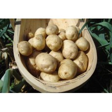 SEED POTATO - FIRST EARLY 'Maris Bard' - 2.5kg SEED POTATO - FIRST EARLY 'Maris Bard' - 2.5kg