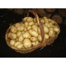 SEED POTATO - SECOND EARLY 'Maris Peer' - 2.5kg SEED POTATO - SECOND EARLY 'Maris Peer' - 2.5kg