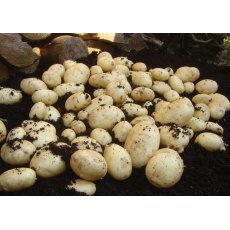 SEED POTATO - MAIN CROP 'Maris Piper' - 2.5kg SEED POTATO - MAIN CROP 'Maris Piper' - 2.5kg