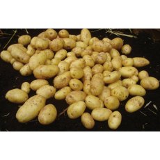 SEED POTATO - SALAD 'Nicola' - 2.5kg SEED POTATO - SALAD 'Nicola' - 2.5kg