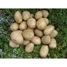 SEED POTATO - FIRST EARLY 'Pentland Javelin' - 2.5kg SEED POTATO - FIRST EARLY 'Pentland Javelin' - 2.5kg