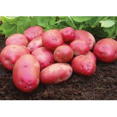 SEED POTATO - FIRST EARLY 'Red Duke of York' - 2.5kg SEED POTATO - FIRST EARLY 'Red Duke of York' - 2.5kg