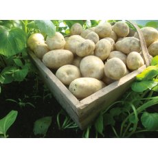 SEED POTATO - FIRST EARLY 'Rocket' - 2.5kg SEED POTATO - FIRST EARLY 'Rocket' - 2.5kg