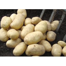 SEED POTATO - SECOND EARLY 'Wilja' - 2.5kg SEED POTATO - SECOND EARLY 'Wilja' - 2.5kg