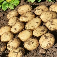 SEED POTATO - MAIN CROP 'Marvel' - 2.5kg SEED POTATO - MAIN CROP 'Marvel' - 2.5kg