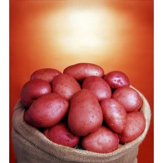 SEED POTATO - MAIN CROP 'Organic Setanta' - 2.5kg SEED POTATO - MAIN CROP 'Organic Setanta' - 2.5kg