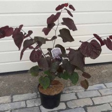Cercis canadensis 'Forest Pansy' 4L Cercis canadensis 'Forest Pansy' 4L