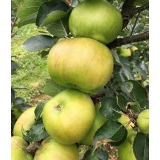 Apple (Malus) 'Bramley 20' - Bush - M26 12L Apple (Malus) 'Bramley 20' - Bush - M26 12L