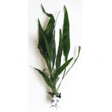 Microsorium Pteropus (Java Fern) - Bunched Microsorium Pteropus (Java Fern) - Bunched