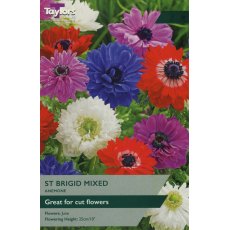 TAYLORS Anemone St. Brigid Mixed TAYLORS Anemone St. Brigid Mixed