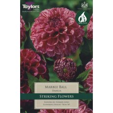 TAYLORS Dahlia Marble Ball TAYLORS Dahlia Marble Ball