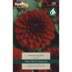 TAYLORS Dahlia Night Queen TAYLORS Dahlia Night Queen