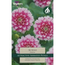 TAYLORS Dahlia Be Kind TAYLORS Dahlia Be Kind