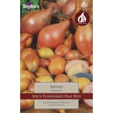 SHALLOT 'Biztro' SHALLOT 'Biztro'