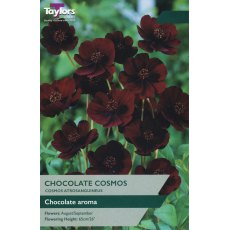 TAYLORS Cosmos Atrosanguineus (Chocolate Cosmos) TAYLORS Cosmos Atrosanguineus (Chocolate Cosmos)