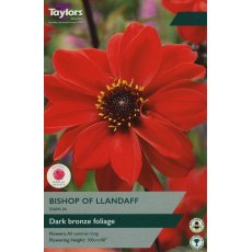 TAYLORS Dahlia Bishop Of Llandaff TAYLORS Dahlia Bishop Of Llandaff