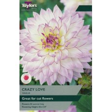 TAYLORS Dahlia Crazy Love TAYLORS Dahlia Crazy Love