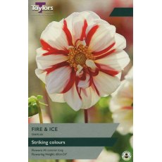 TAYLORS Dahlia Fire & Ice TAYLORS Dahlia Fire & Ice