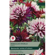 TAYLORS Dahlia Rebecca's World TAYLORS Dahlia Rebecca's World