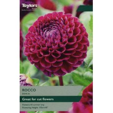 TAYLORS Dahlia Rococo TAYLORS Dahlia Rococo