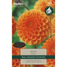 TAYLORS Dahlia Sylvia TAYLORS Dahlia Sylvia