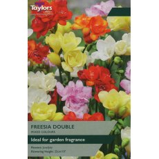 TAYLORS Freesias Double TAYLORS Freesias Double