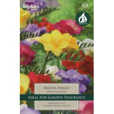 TAYLORS Freesias Single TAYLORS Freesias Single