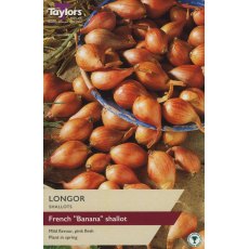 SHALLOT - FRENCH 'Longor' SHALLOT - FRENCH 'Longor'