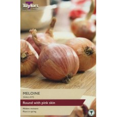 SHALLOT - FRENCH 'Meloine' SHALLOT - FRENCH 'Meloine'