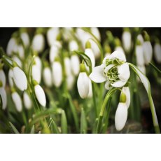 POTTED SPRING BULB Galanthus nivalis 'flore pleno' 9cm POTTED SPRING BULB Galanthus nivalis 'flore pleno' 9cm
