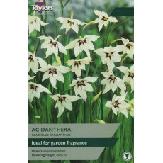 TAYLORS Gladiolus Callianthus (Acidanthera) TAYLORS Gladiolus Callianthus (Acidanthera)