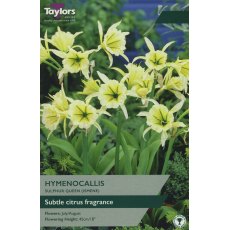 TAYLORS Hymenocallis Sulphur Queen TAYLORS Hymenocallis Sulphur Queen